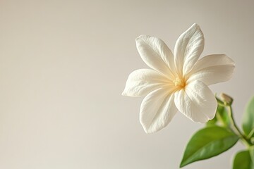 Obraz premium White Flower with Green Leaves