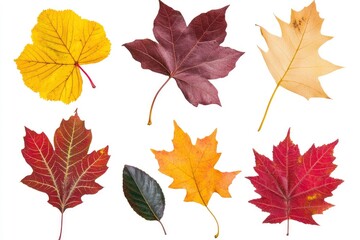 Fototapeta premium Collection of Colorful Fallen Autumn Leaves