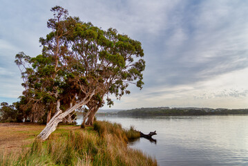 Nornalup Inlet is an estuarine body of water on the south coast of the South West of Australia