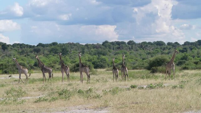 Chobe National Park, Botswana - April 11, 2025: Reticulated giraffes in Chobe National Park
