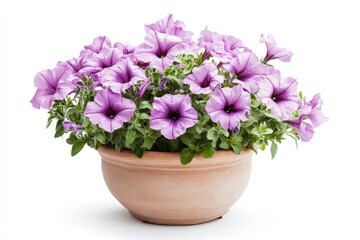 Purple Petunia in Pot