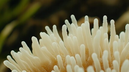 Close-up view of a sea anemone's delicate tentacles.