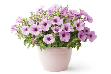 Fototapeta premium Lilac Petunia Flower in Pot