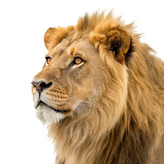 Fototapeta premium Majestic close up of a lion png close up png majestic creature png wildlife detail png animal portrait png transparent background image
