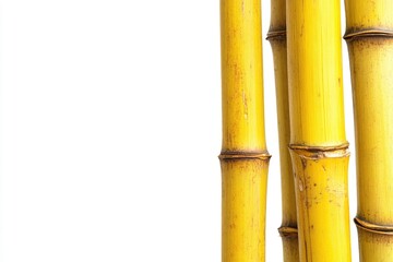 Yellow Bamboo Stalks