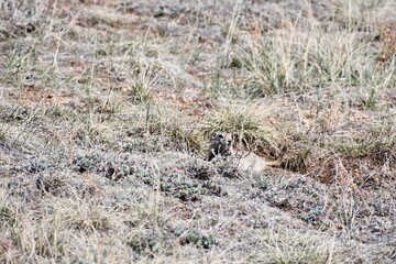 Small varmint blending in with the dead grass.