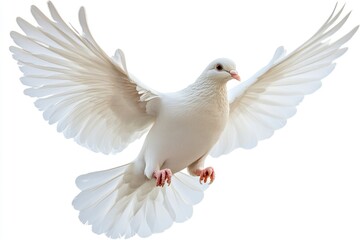 White Dove Flying on Isolated Background