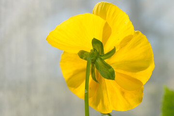 deep golden yellow pansy viewed from the calyx and sepals part on a defocused neutral background