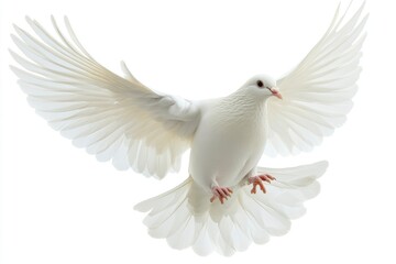 Obraz premium White Dove Flying on White Background