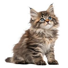 Obraz premium Norwegian forest cat 5 months old png kitten png cat portrait png fluffy cat png pet cat png transparent background image