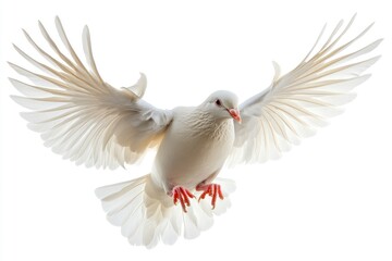 Fototapeta premium White Dove Flying Against White Background