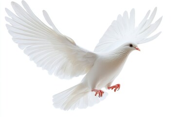 Obraz premium White Dove Flying in White Background