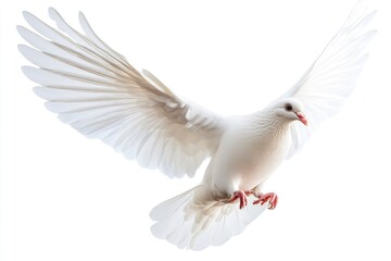 Fototapeta premium White Dove in Flight with Outstretched Wings