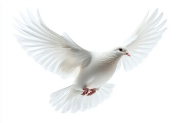 Obraz premium White Dove Flying on White Background