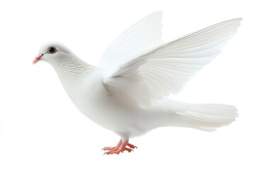 Obraz premium White Dove Flying Against White Background