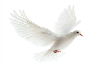 Obraz premium Flying White Dove on Plain Background