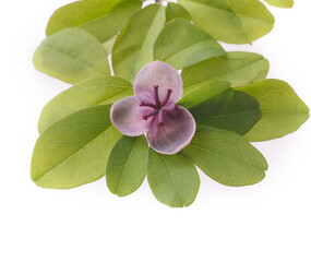 Naklejka premium アケビの花 白バック