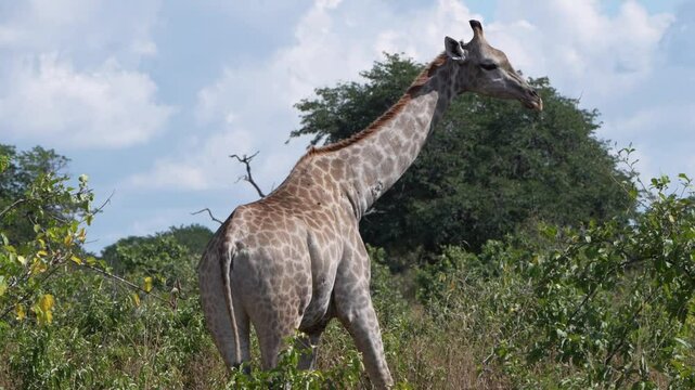 Chobe National Park, Botswana - April 11, 2025: Reticulated giraffes in Chobe National Park
