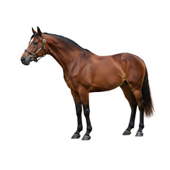 Obraz premium Strong brown horse with black mane isolated on white background, perfect for equestrian themes, ranch visuals, or animal and wildlife illustrations.