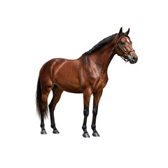 Naklejka premium Beautiful brown horse standing isolated on white background. Strong muscular posture, ideal for equestrian, animal, or farm-related visual projects.