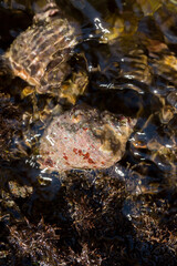 Rapana venosa, common name the veined rapa whelk, a marine gastropod mollusc or whelk, in the family Muricidae, the rock shells.