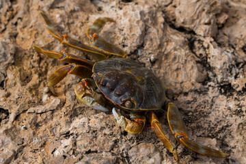 Grapsus albolineatus is a species of decapod crustacean in the family Grapsidae. Crab, on a reef rock. Fauna of the Sinai Peninsula.