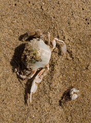 Liocarcinus depurator (Portunus plicatus), sometimes called the harbour crab, or sandy swimming crab. The fauna of the Black Sea. Dead animals.