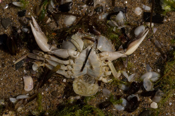 Liocarcinus depurator (Portunus plicatus), sometimes called the harbour crab, or sandy swimming crab. The fauna of the Black Sea. Dead animals.