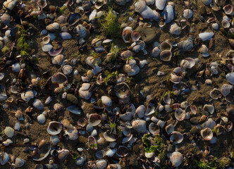 Shells of deceased bivalves. The coastline of the Black Sea is abundantly covered with shells.