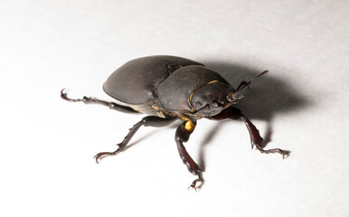 Lucanus cervus is the best-known species of stag beetle (family Lucanidae) in Western Europe. Imago, a female insect on, a white background.
