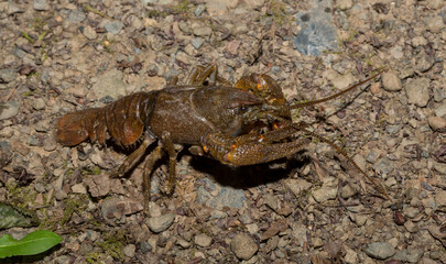 Astacus astacus, the European, noble, or broad-fingered crayfish. A female arthropod.