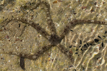 Ophiocoma scolopendrina in its natural habitat. African fauna of the Red Sea.