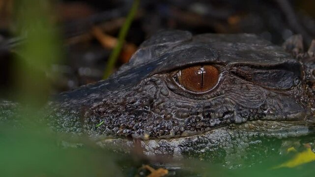 Dwarf caiman with ants on its head