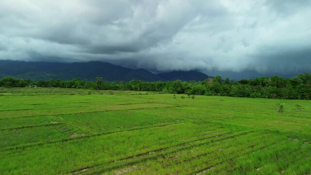 Green rice fields stretch toward dark mountains and low storm clouds near Estrella Falls in Narra Palawan with trees along the horizon