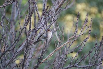 Fototapeta premium Copeton