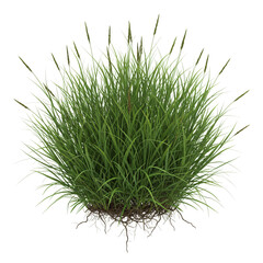 Lush green grass bush with visible roots isolated on white background, perfect for gardening, landscaping, and natural outdoor design concepts.

