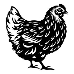 Detailed black and white vector illustration of a hen, chicken, fowl