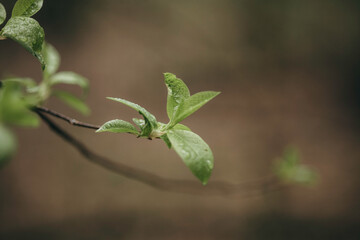 Early spring leaves in the forest after the rain