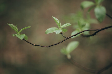 Early spring leaves in the forest after the rain