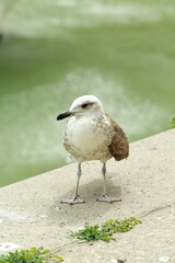 Young Watcher of the Port