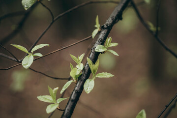 Early spring leaves in the forest after the rain