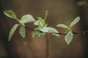 Early spring leaves in the forest after the rain