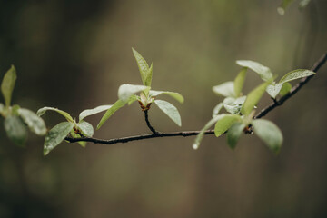 Early spring leaves in the forest after the rain