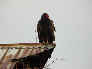 Turkey vulture family spending some time relaxing at an old wooden barn before taking flight