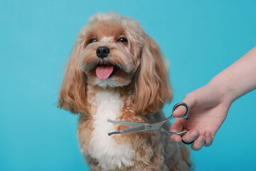Woman cutting dog's hair with scissors on light blue background, closeup. Pet grooming