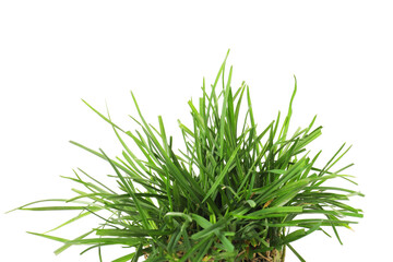 Beautiful fresh green grass isolated on white