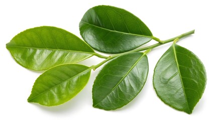 green leaves isolated on white background