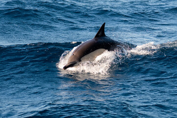 Fototapeta premium Dolphins surge through the surface off the coast of Port Stephens, Australia.