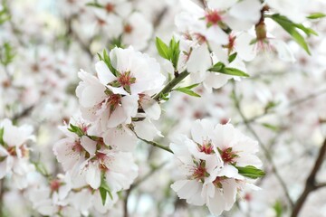 Obraz premium Beautiful blossoming cherry plum tree with white flowers outdoors, closeup
