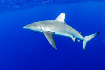 Shark glides through the deep blue waters off the coast of Hawaii.